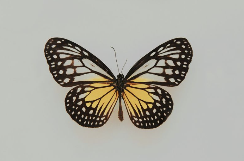 Mariposa